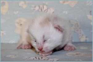 Male Siberian Kitten from Deedlebug Siberians